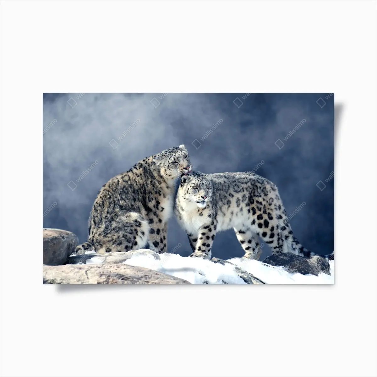 Poster majestätische schneeleoparden im winter – Pixers®