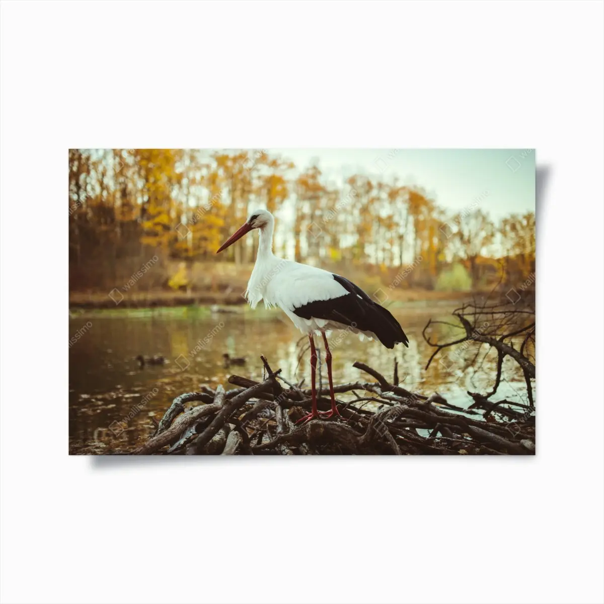Poster weißer storch am herbstlichen see – Pixers®