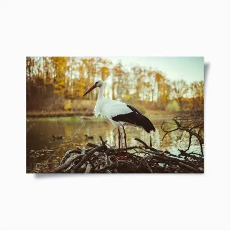 Poster weißer storch am herbstlichen see – Pixers®