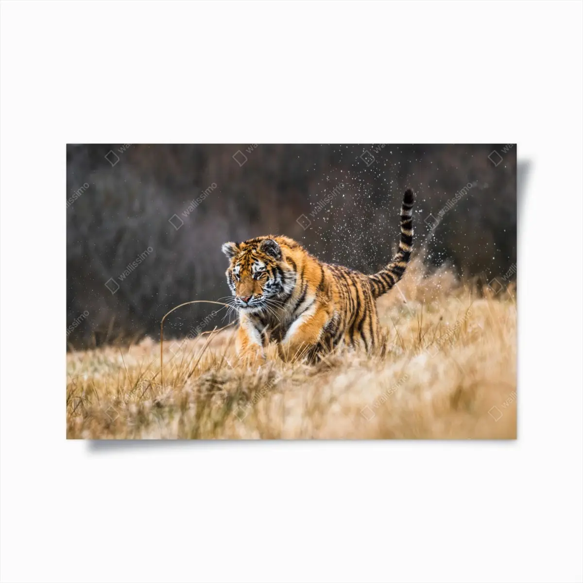 Poster sibirischer tiger in bewegung – Pixers®