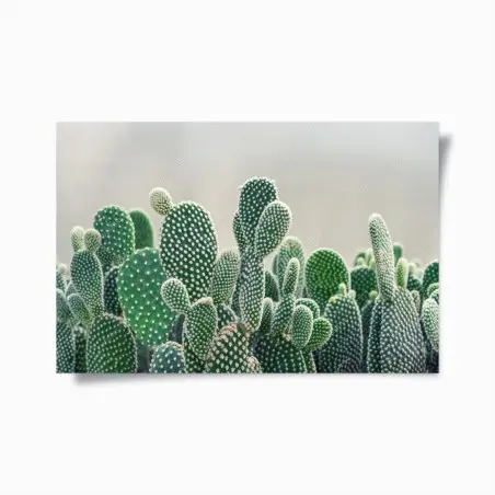 Poster nahaufnahme eines opuntienkaktus – Pixers®