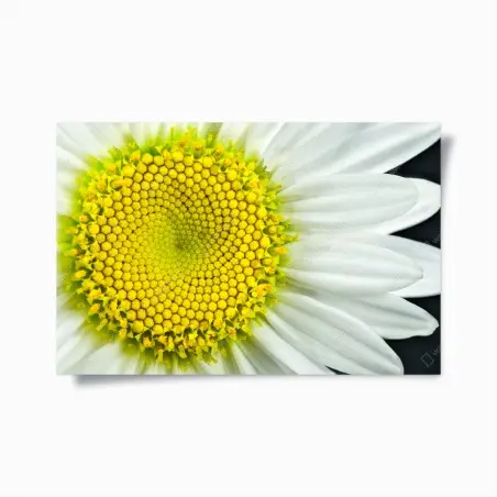 Poster makro gänseblümchen spiralmuster – Pixers®