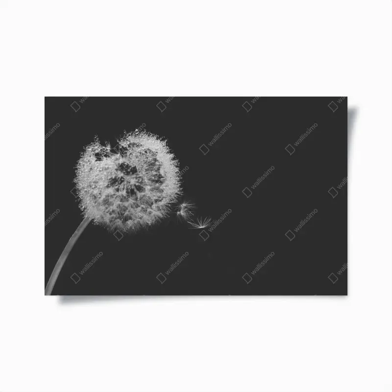 Poster zarter löwenzahn in monochrom