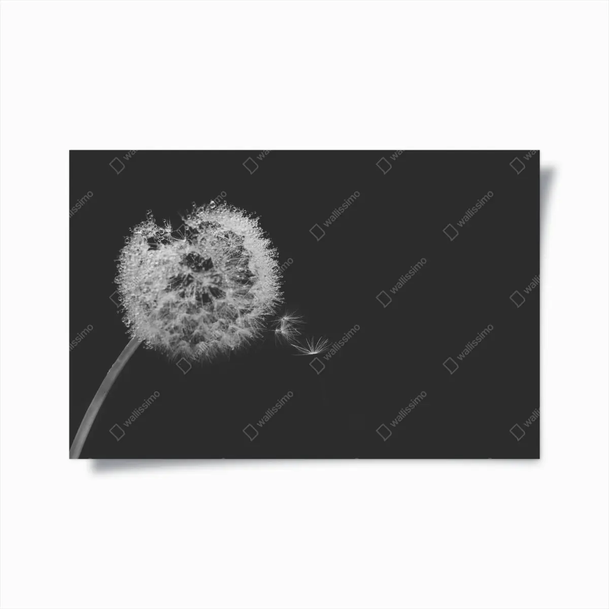Poster zarter löwenzahn in monochrom – Pixers®
