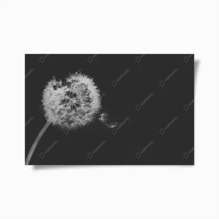 Poster zarter löwenzahn in monochrom – Pixers®