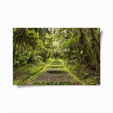 Poster pfad durch üppigen dschungel – Pixers®