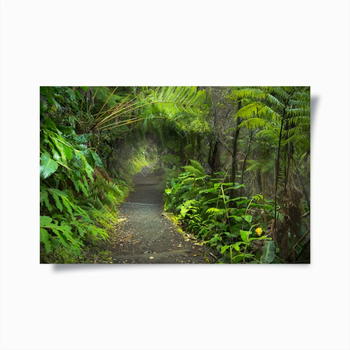 Poster üppiger regenwaldpfad im Kilauea Iki, Hawaii – Pixers®