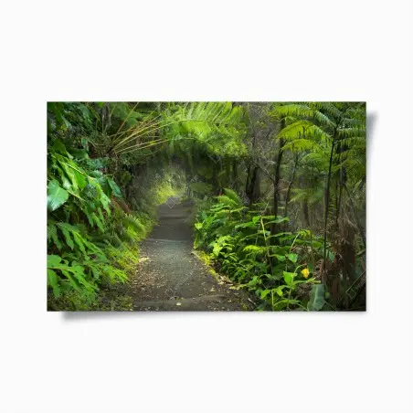 Poster üppiger regenwaldpfad im Kilauea Iki, Hawaii – Pixers®