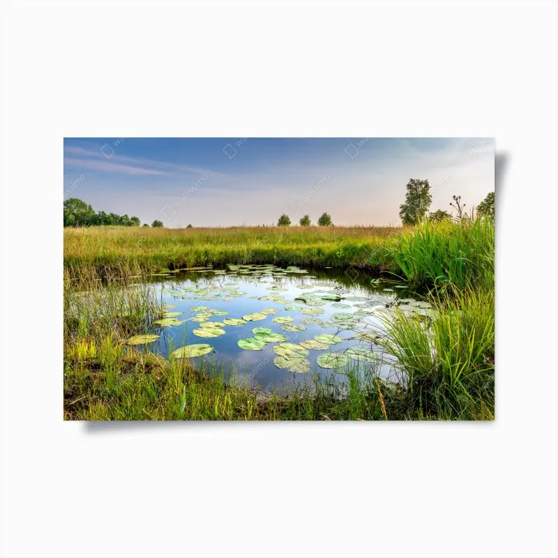 Poster ruhiger seerosen-teich in der wiese