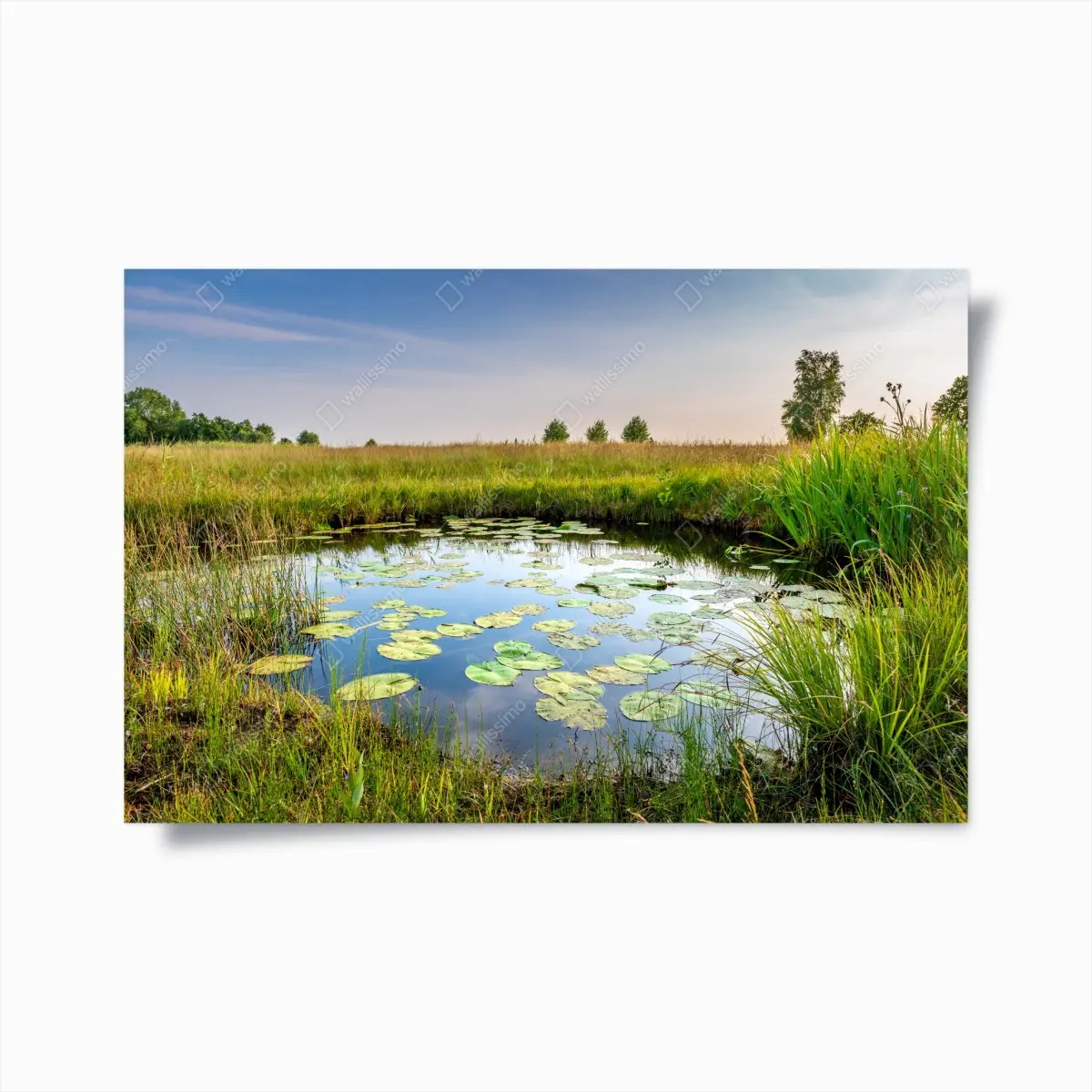 Poster ruhiger seerosen-teich in der wiese – Pixers®