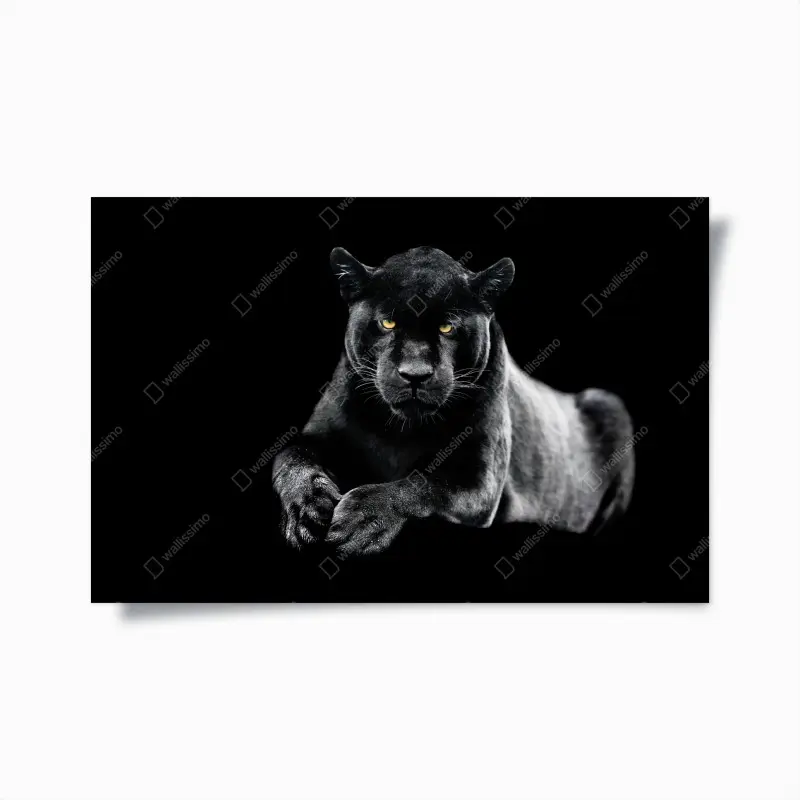 Poster porträt eines schwarzen panthers vor schwarzem hintergrund