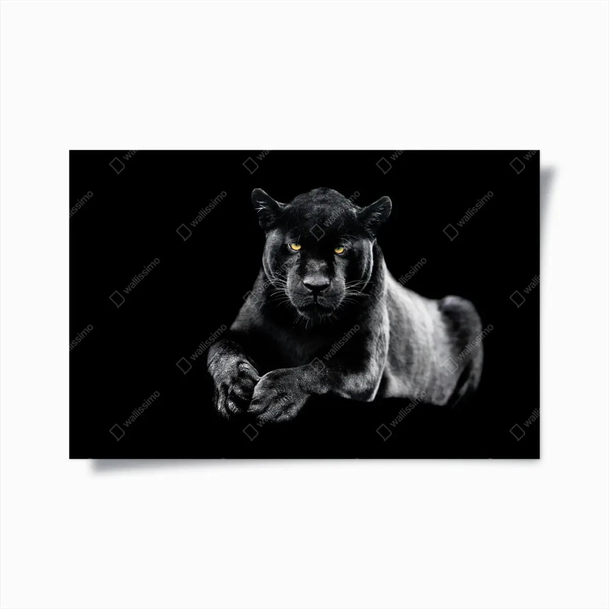 Poster porträt eines schwarzen panthers vor schwarzem hintergrund – Pixers®