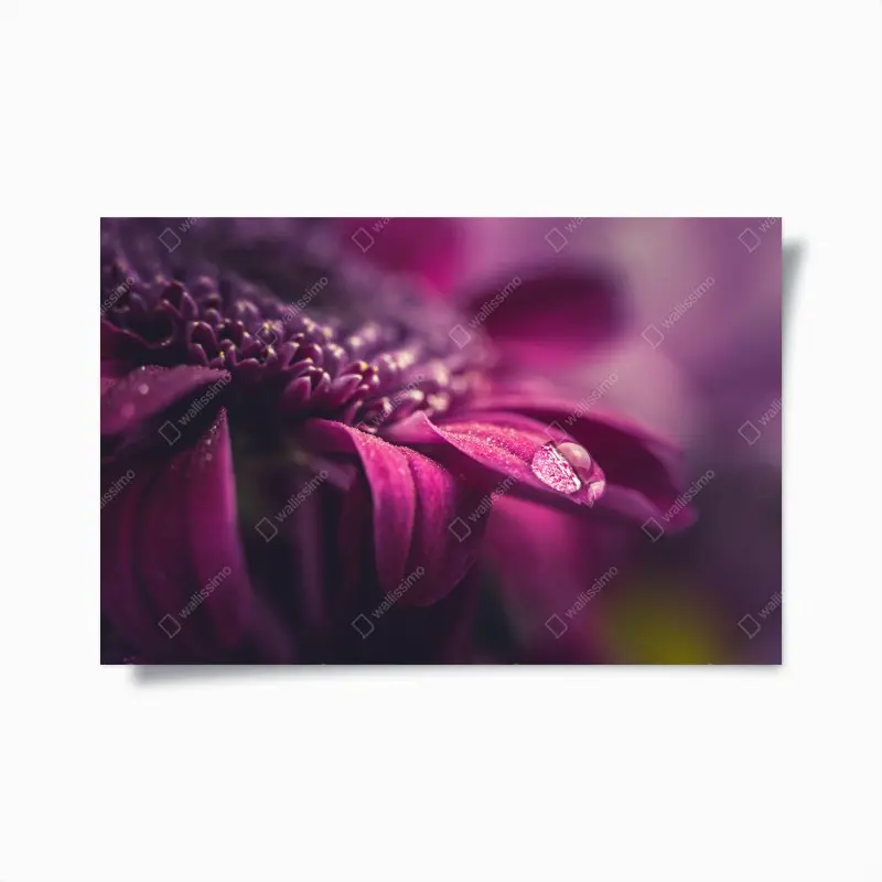 Poster lila makroblüte mit tautropfen