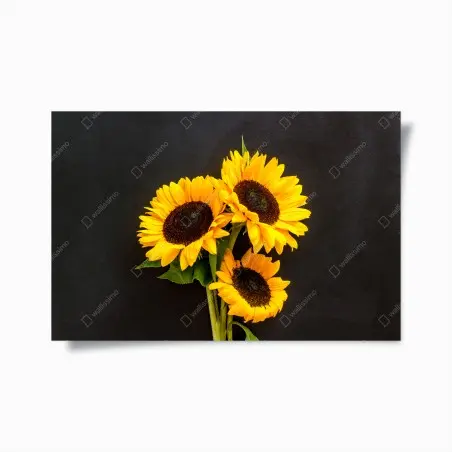 Poster leuchtende sonnenblumen auf schwarzem hintergrund – Pixers®