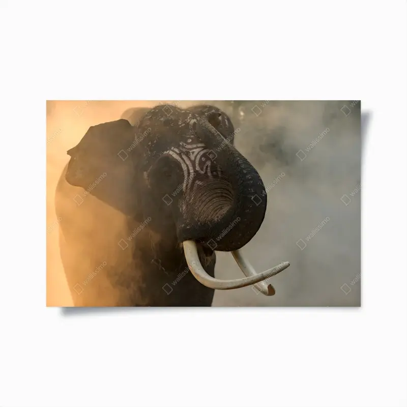 Poster majestätischer Thai-elefant mit stoßzähnen