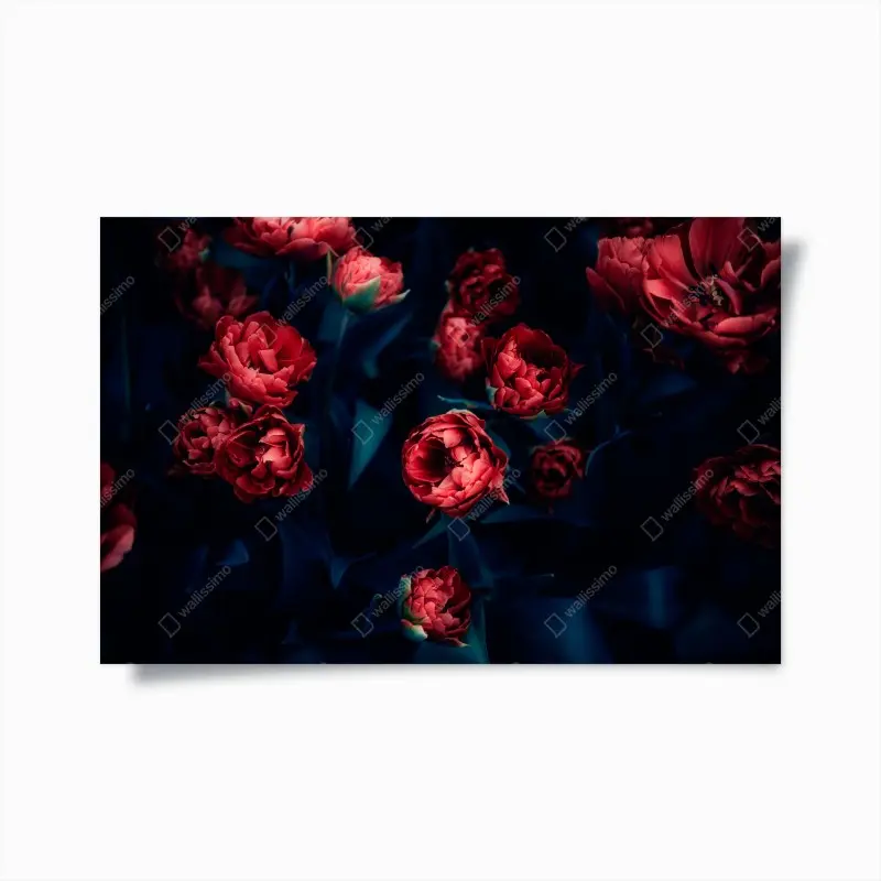Poster dunkler roter tulpenstrauß