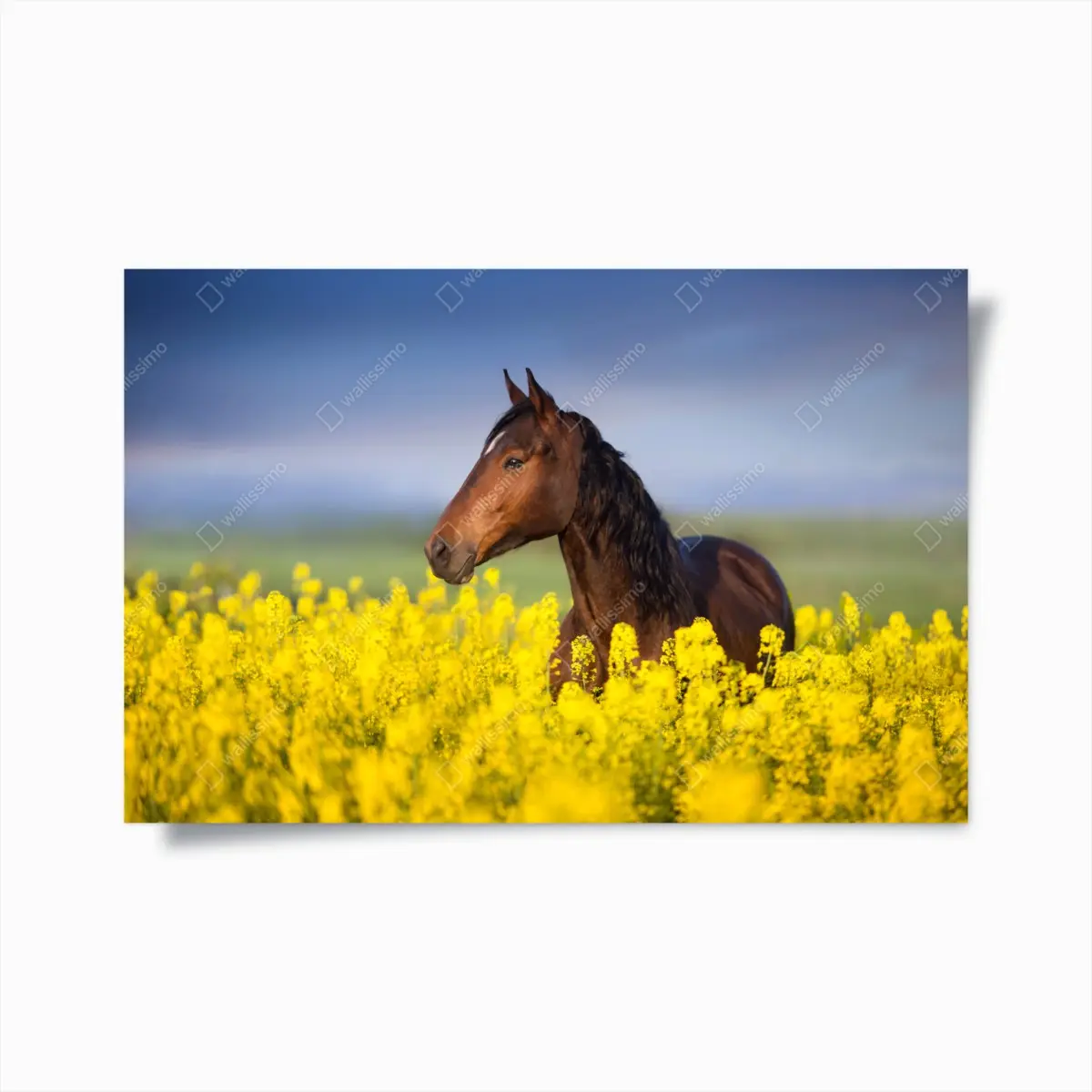 Poster braunes pferd im gelben rapsfeld – Pixers®