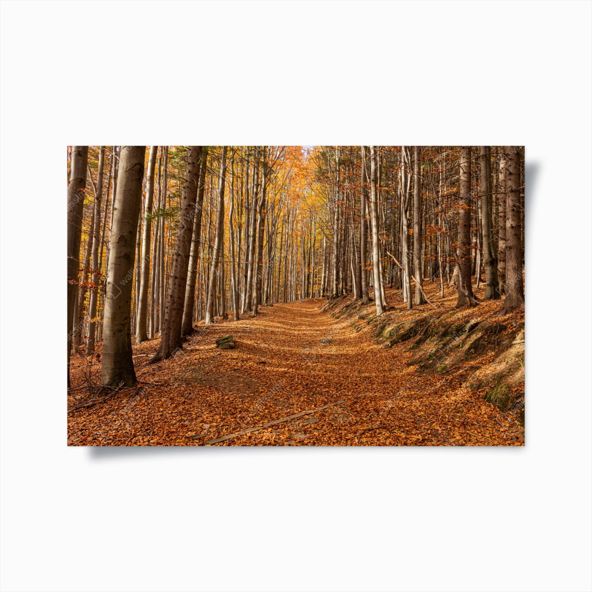 Poster herbstlicher waldweg mit goldenen blättern – Pixers®