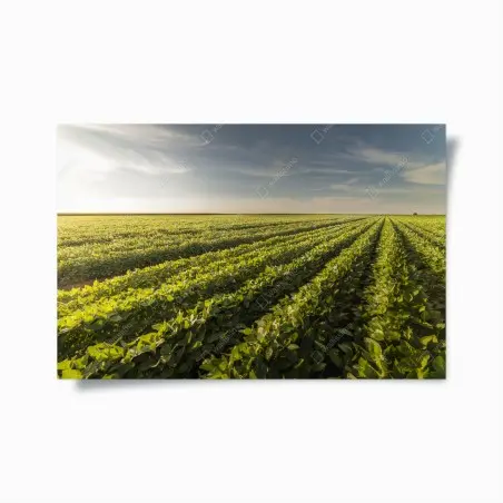 Poster sonnenbeschienenes sojafeld bei sonnenuntergang – Pixers®