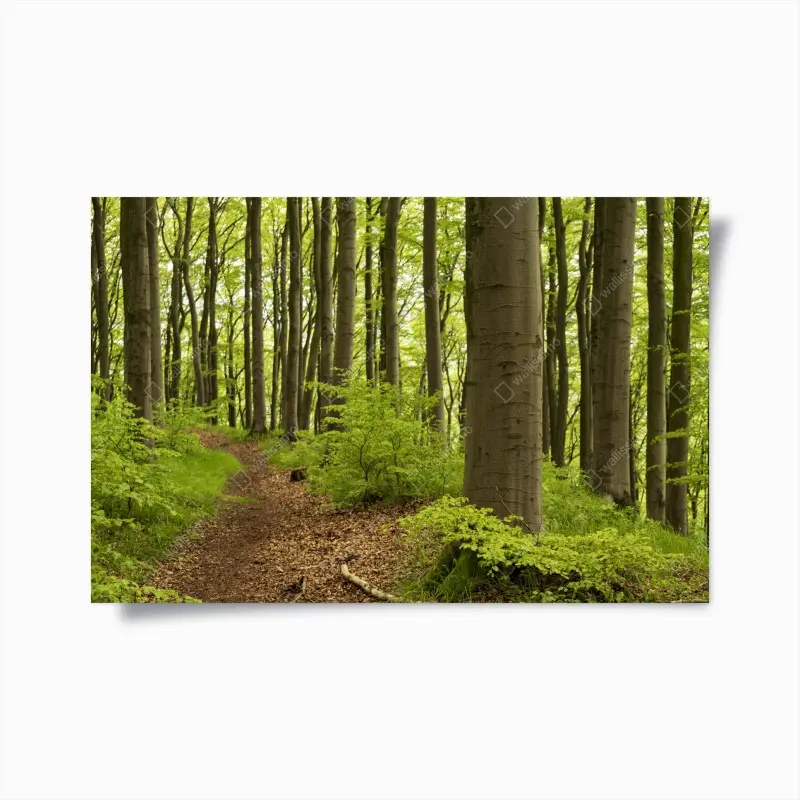 Poster ruhiger grüner waldweg