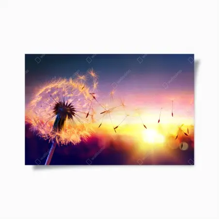 Poster goldener löwenzahn bei sonnenuntergang – Pixers®