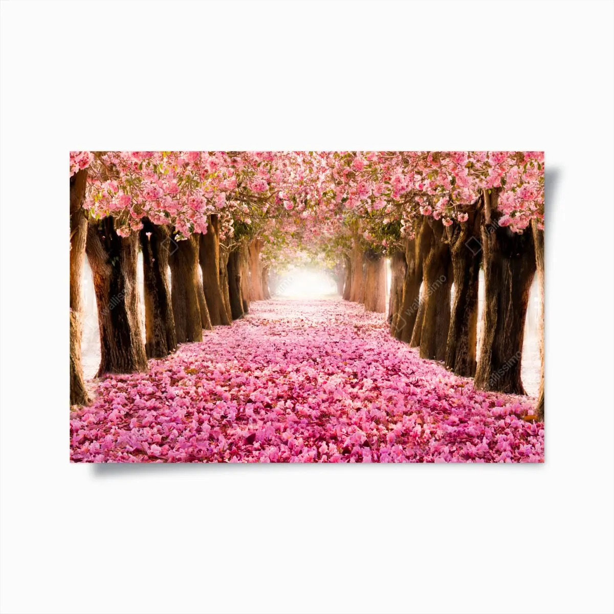 Poster rosa blütenallee unter kirschbäumen – Pixers®