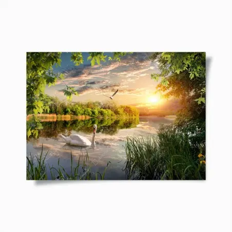 Poster sonnenuntergang mit schwan auf stillem see – Pixers®