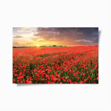 Poster mohnfeld im sonnenuntergang – Pixers®