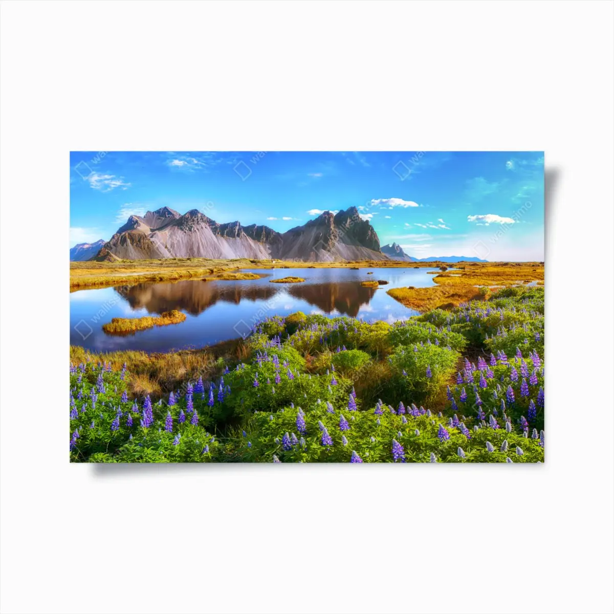 Poster lebendige lupinenwiesen bei Vestrahorn, Island – Pixers®
