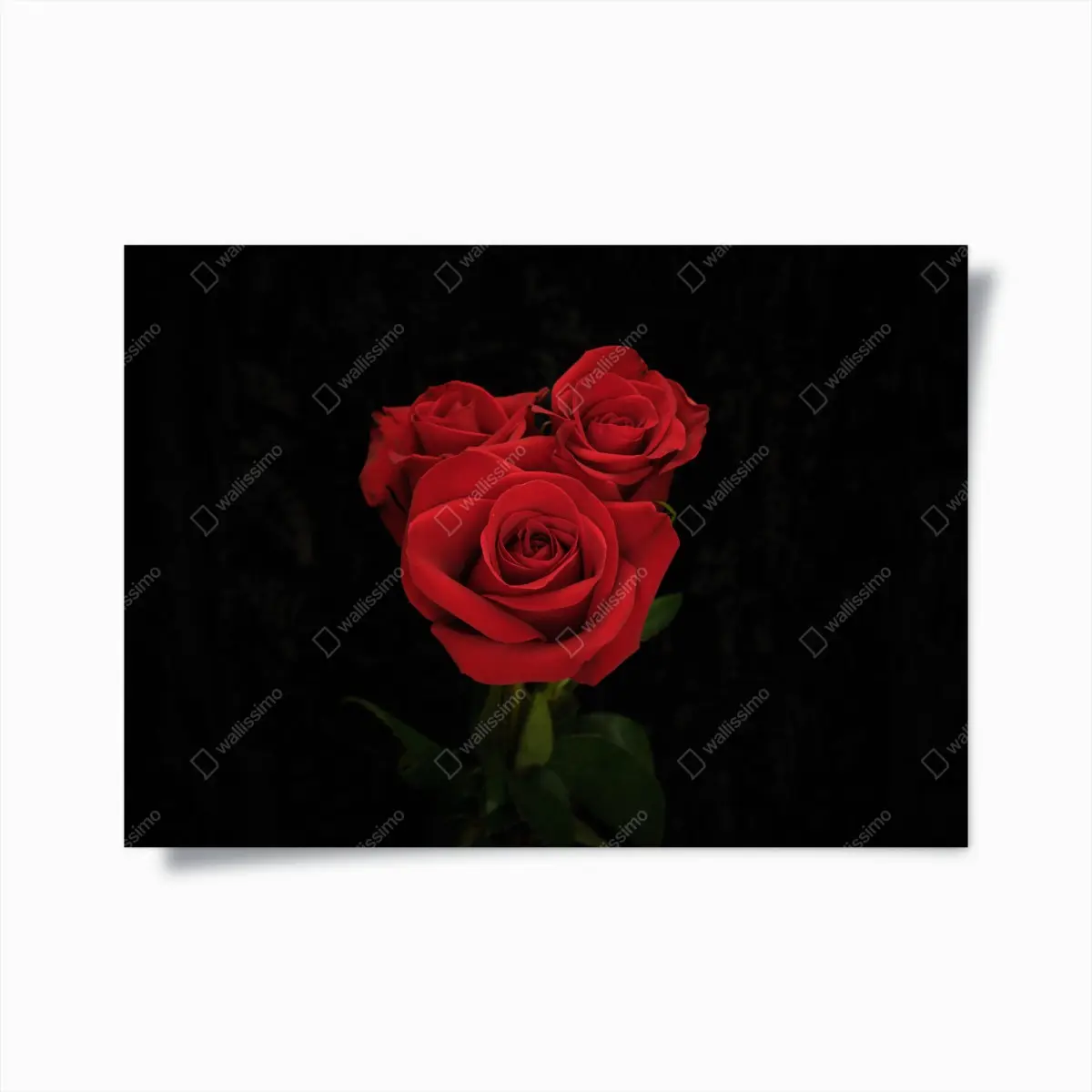 Poster rote rosen vor schwarzem hintergrund – Pixers®