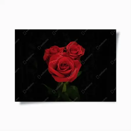 Poster rote rosen vor schwarzem hintergrund – Pixers®
