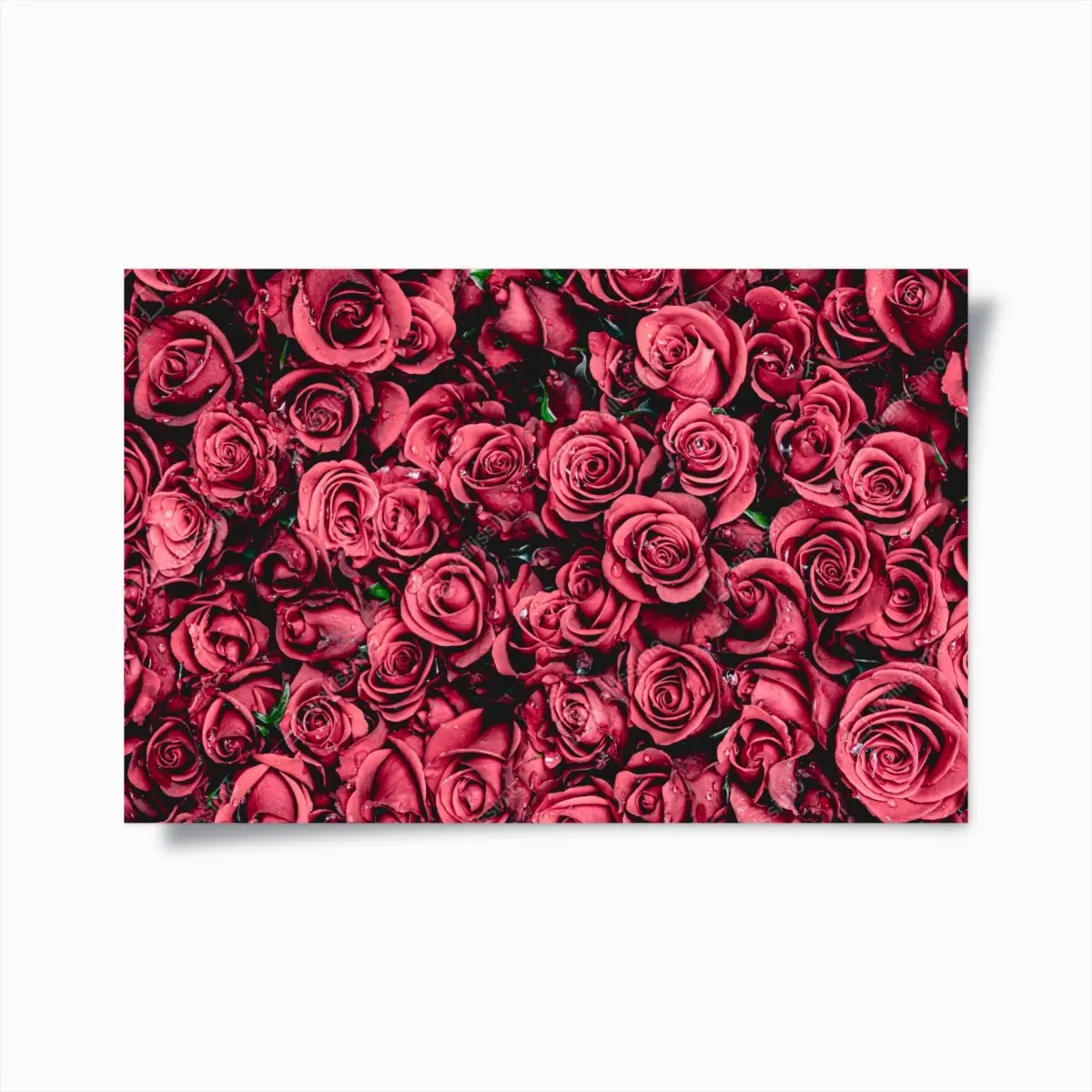 Poster pralle rote rosen wandbild – Pixers®
