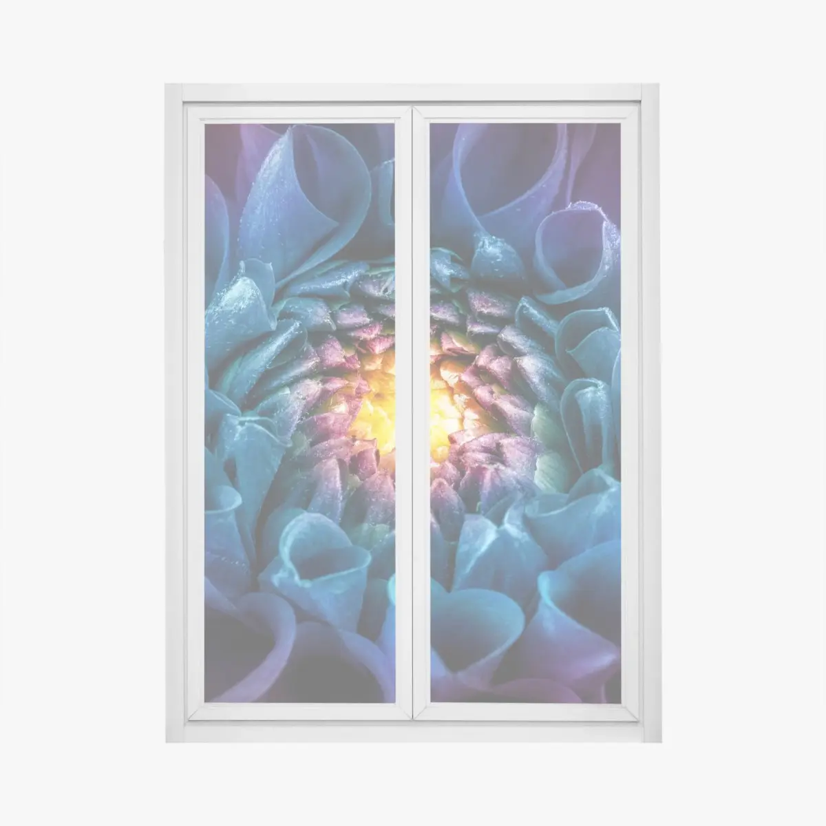 Fensteraufkleber leuchtende blaue chrysantheme nahaufnahme – Pixers®