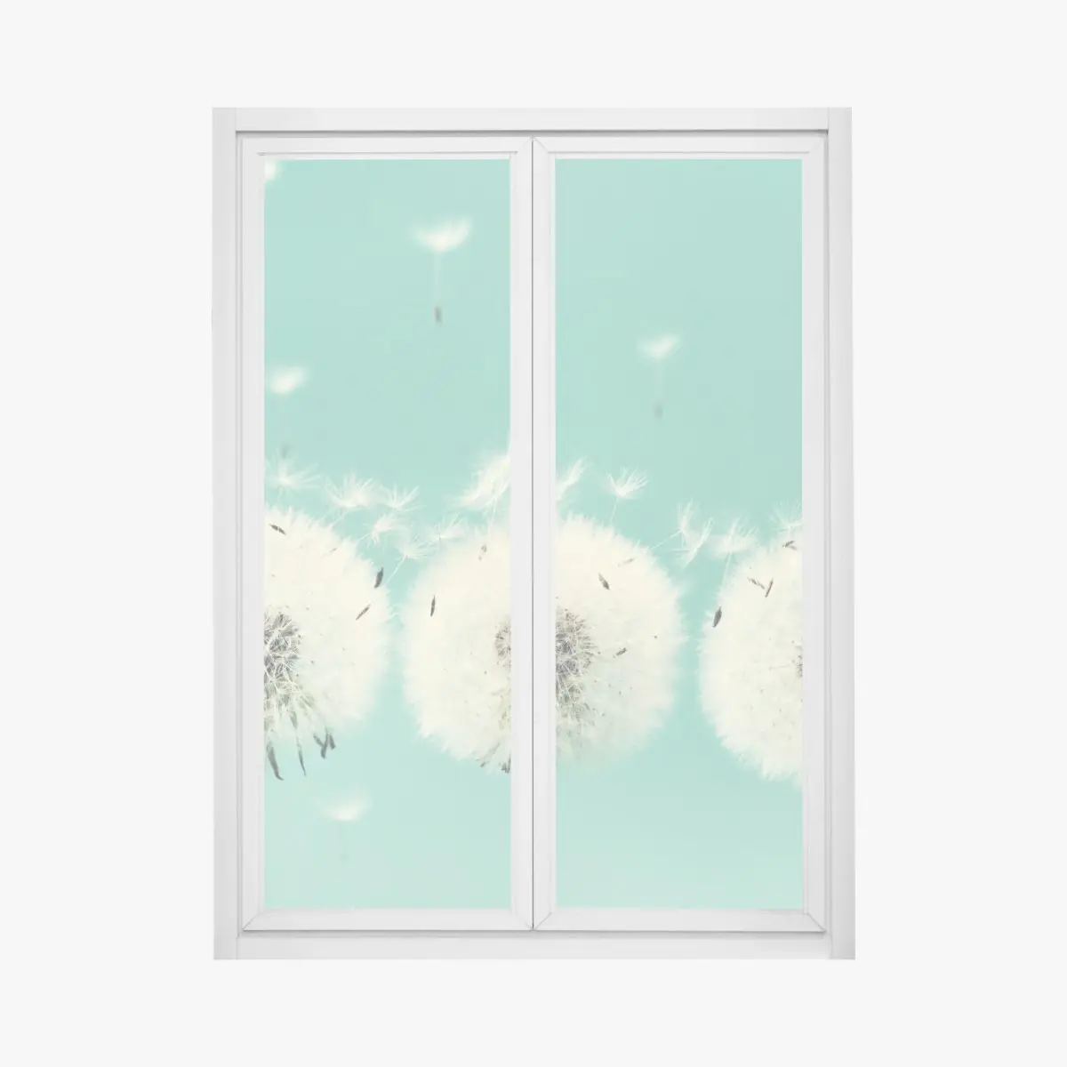 Fensteraufkleber drei löwenzahn-pusteblumen auf türkisgrund – Pixers®