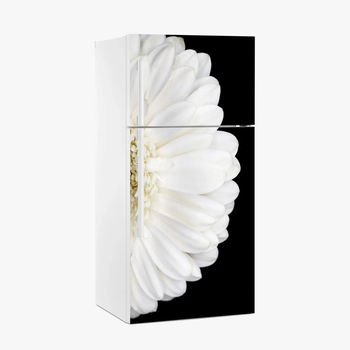 Kühlschrankaufkleber weiße gerbera auf schwarzem hintergrund minimalistische nahaufnahme – Pixers®