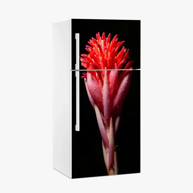 Kühlschrankaufkleber leuchtende rosa blüte vor schwarzem hintergrund