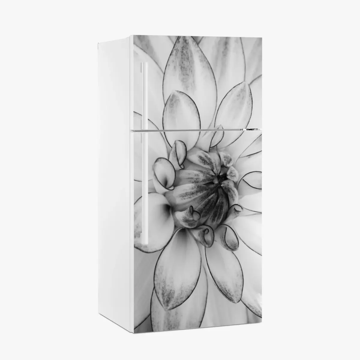 Kühlschrankaufkleber monochrome nahaufnahme einer dahlie – Pixers®