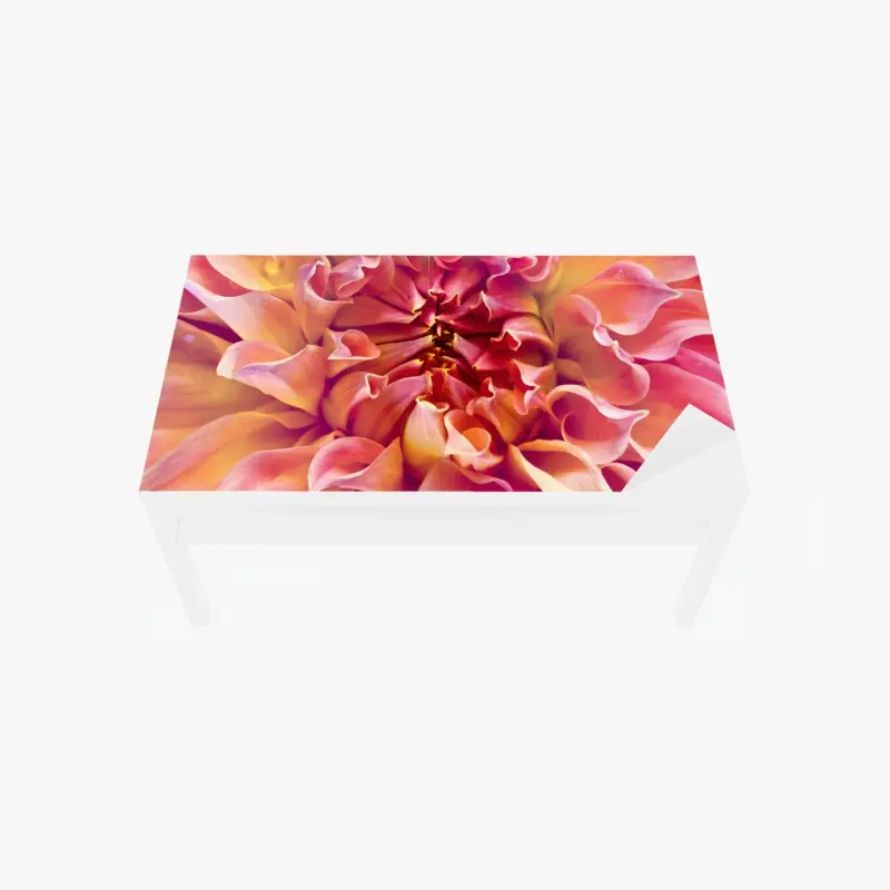 Tischaufkleber und Schreibtischaufkleber rosa dahlie nahaufnahme