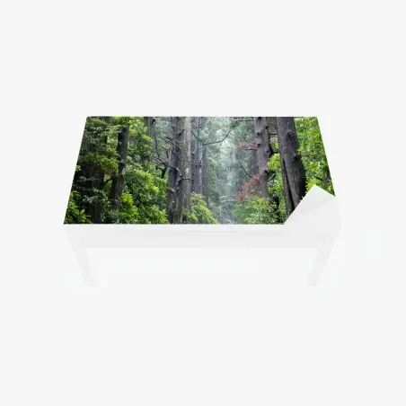 Tischaufkleber und Schreibtischaufkleber mystischer waldweg zwischen alten bäumen – Pixers®