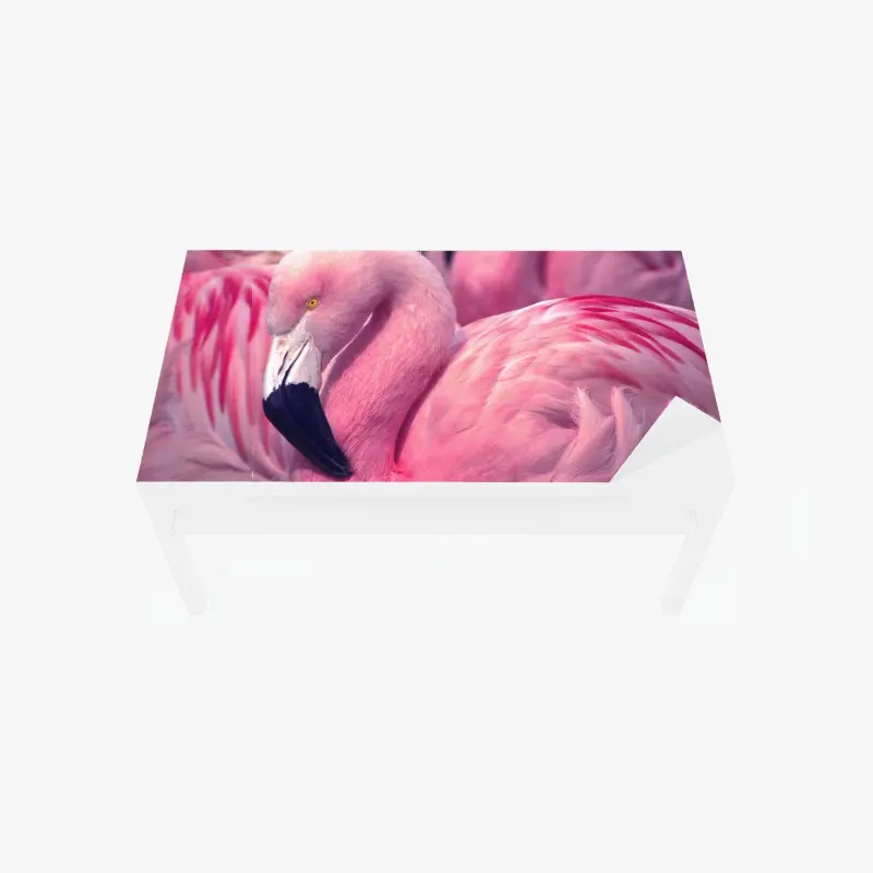 Tischaufkleber und Schreibtischaufkleber rosa flamingo nahaufnahme