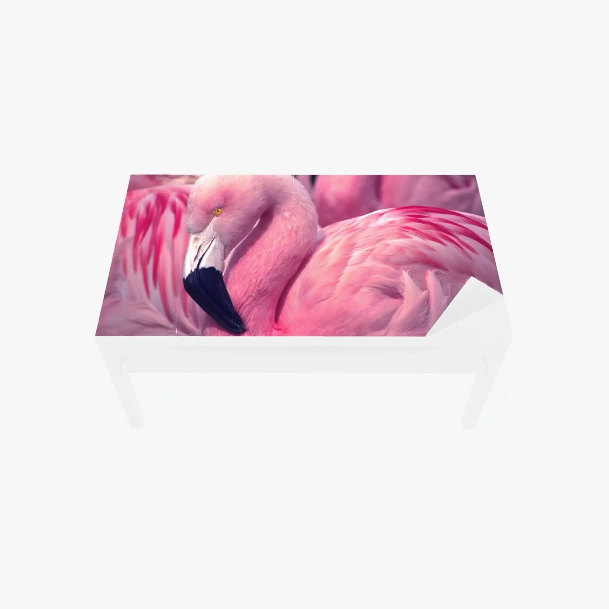 Tischaufkleber und Schreibtischaufkleber rosa flamingo nahaufnahme – Pixers®