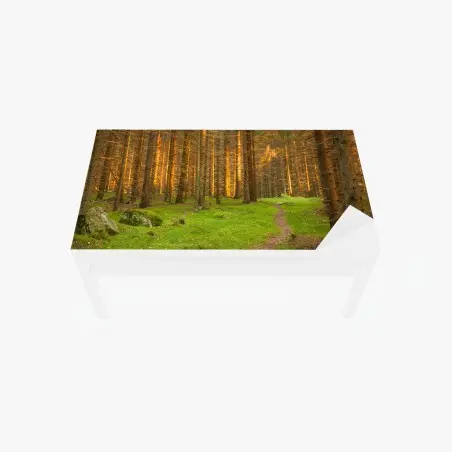 Tischaufkleber und Schreibtischaufkleber goldenes licht im moosbedeckten kiefernwald – Pixers®