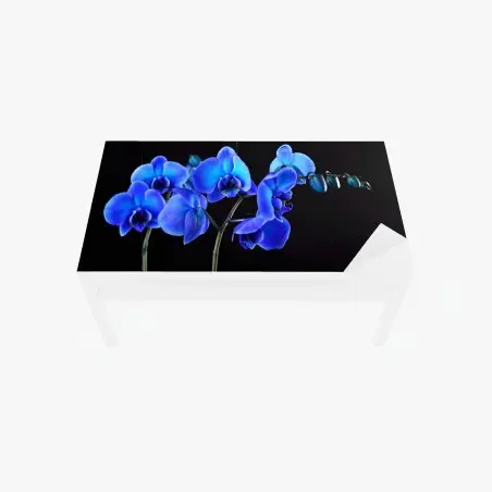 Tischaufkleber und Schreibtischaufkleber leuchtende blaue orchidee vor schwarzem hintergrund – Pixers®