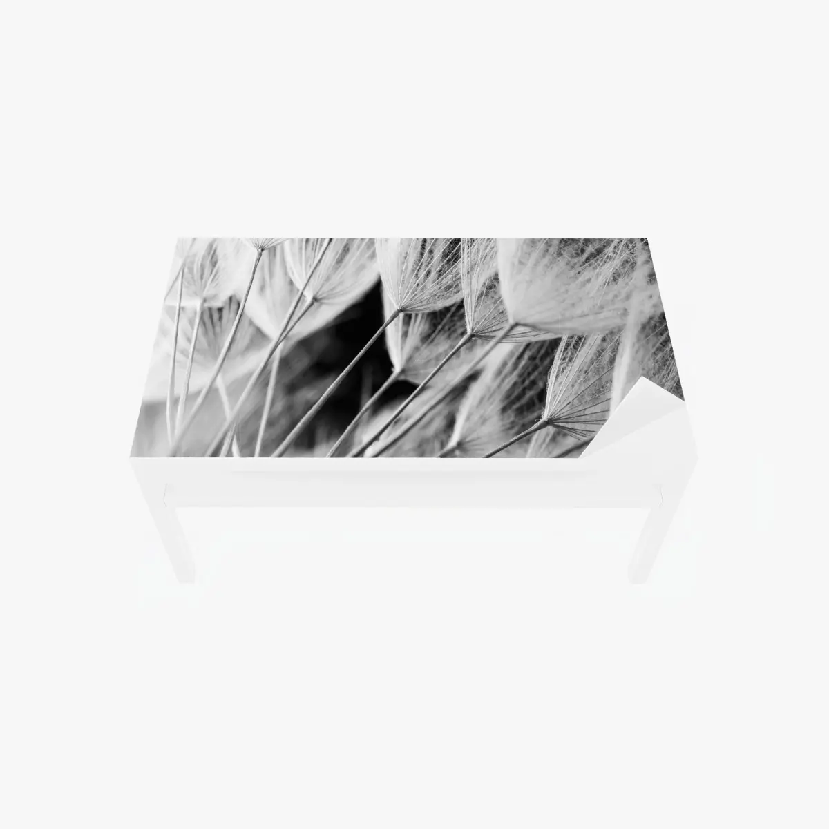 Tischaufkleber und Schreibtischaufkleber zarte nahaufnahme von löwenzahnsamen in monochrom – Pixers®