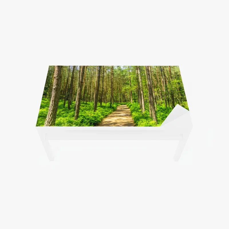 Tischaufkleber und Schreibtischaufkleber sonniger waldweg zwischen kiefern