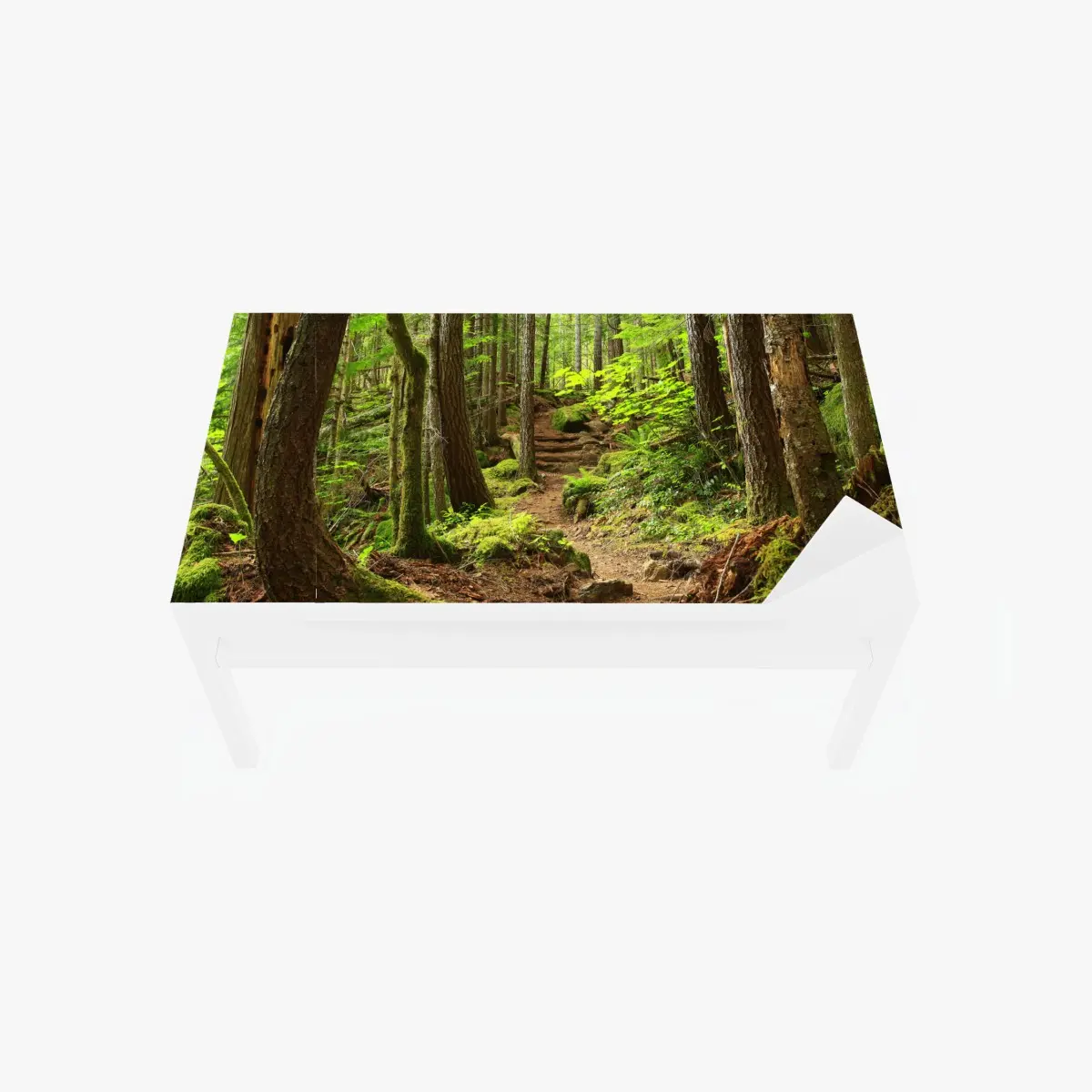 Tischaufkleber und Schreibtischaufkleber moosiger waldpfad – Pixers®