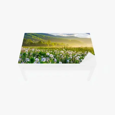 Tischaufkleber und Schreibtischaufkleber neblige löwenzahnwiese im sonnenaufgang – Pixers®