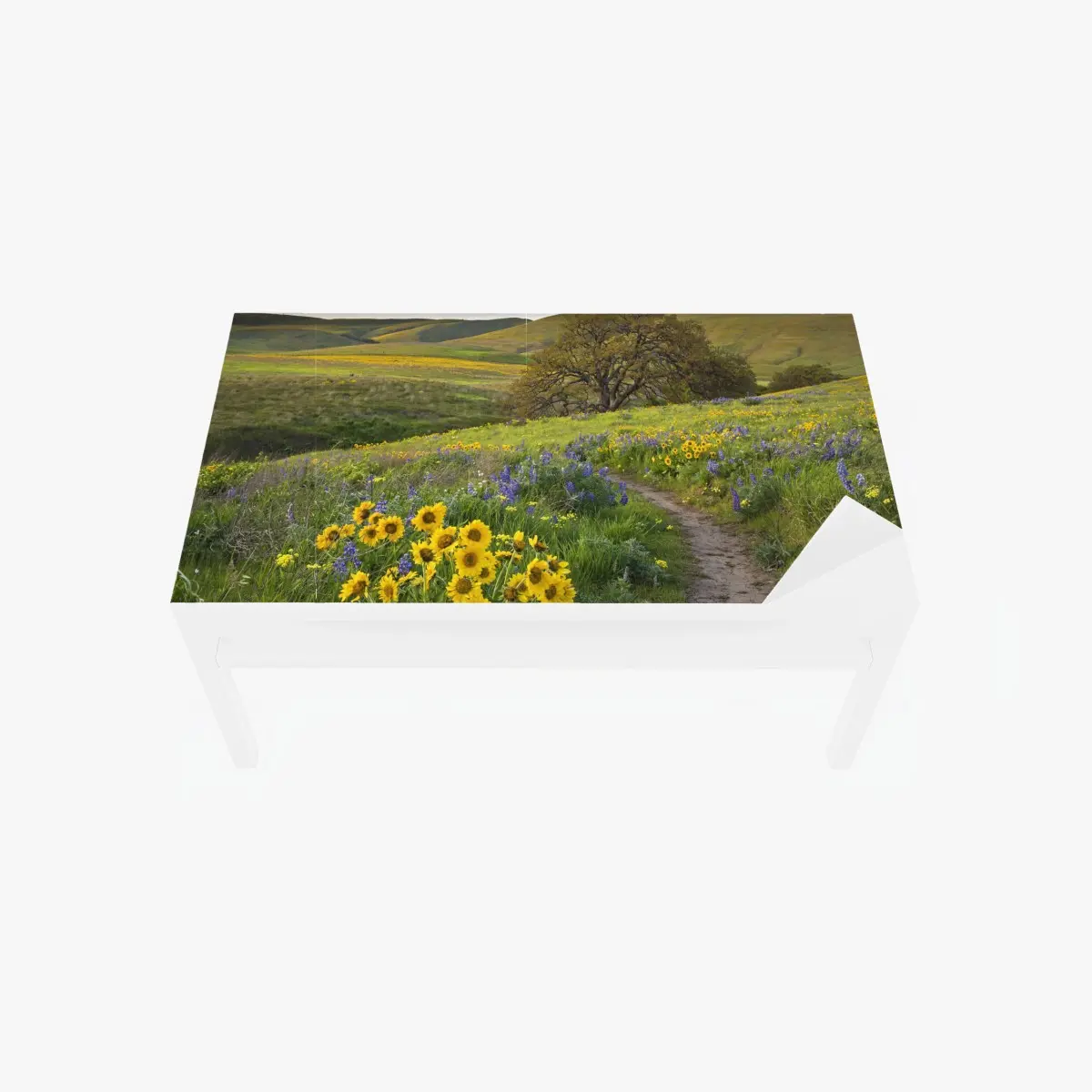 Tischaufkleber und Schreibtischaufkleber pfad durch blumenwiese mit eichenbaum – Pixers®