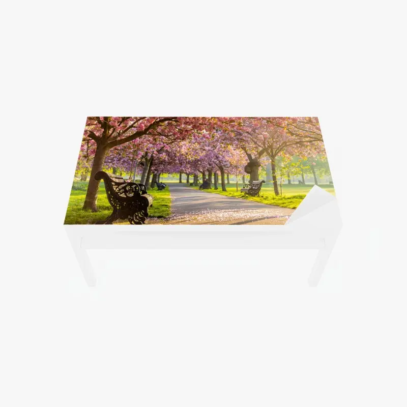 Tischaufkleber und Schreibtischaufkleber kirschblütenallee im frühling