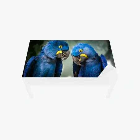 Tischaufkleber und Schreibtischaufkleber paar blauer aras - nahaufnahme – Pixers®